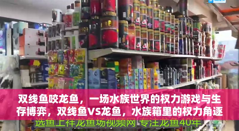 雙線魚咬龍魚，一場水族世界的權力游戲與生存博弈，雙線魚VS龍魚，水族箱里的權力角逐與生存暗戰