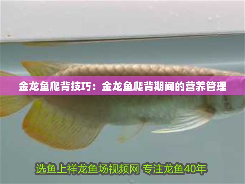 金龍魚爬背技巧：金龍魚爬背期間的營(yíng)養(yǎng)管理