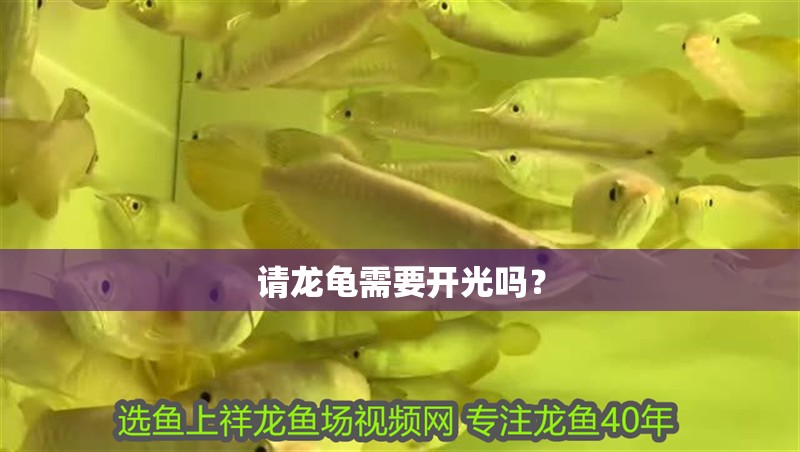 請龍龜需要開光嗎？