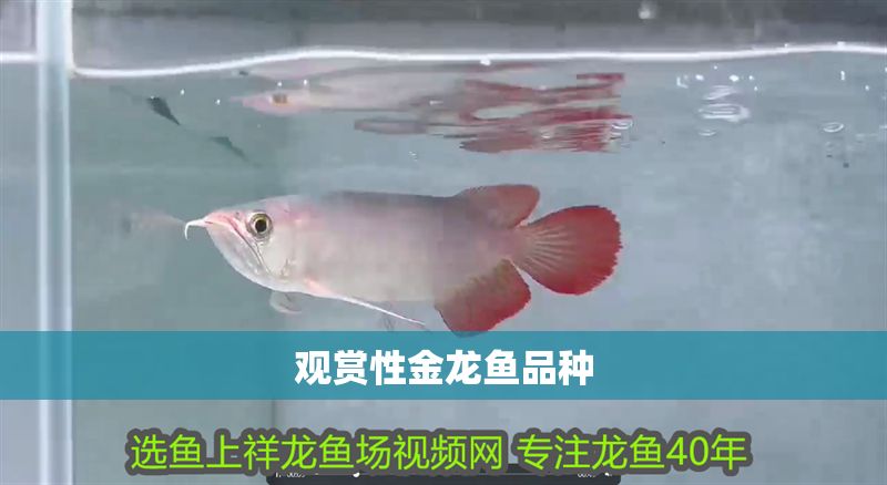 觀賞性金龍魚(yú)品種
