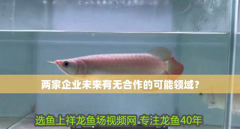 兩家企業未來有無<strong><mark>合作</mark></strong>的可能領域？