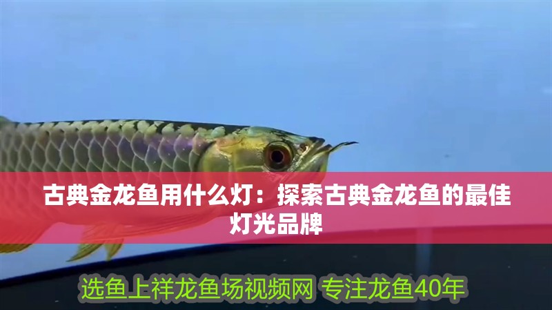 古典金龍魚用什么燈：探索古典金龍魚的最佳燈光品牌
