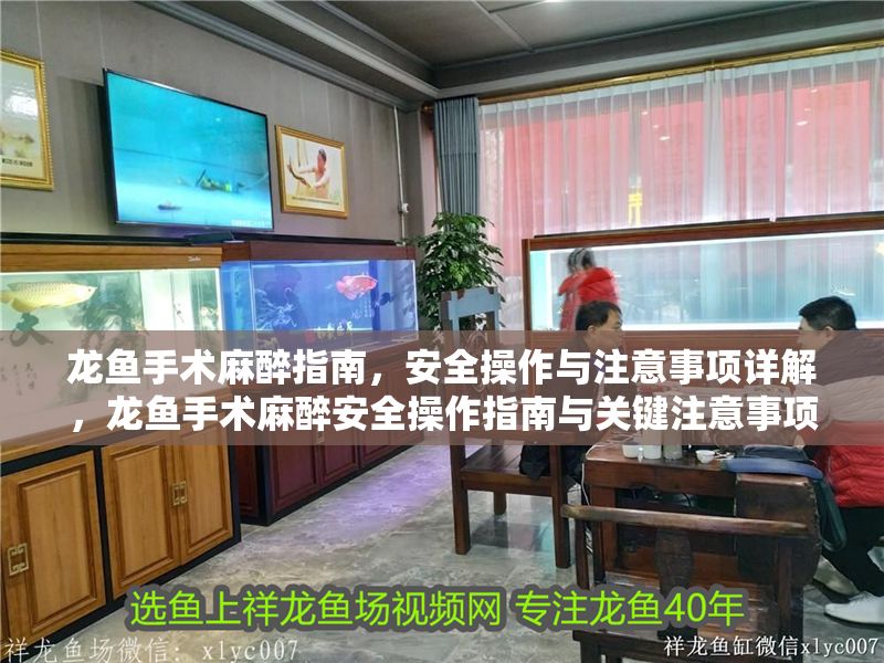龍魚手術(shù)麻醉指南，安全操作與注意事項(xiàng)詳解，龍魚手術(shù)麻醉安全操作指南與關(guān)鍵注意事項(xiàng)