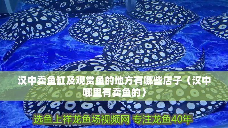 漢中賣魚缸及觀賞魚的地方有哪些店子（漢中哪里有賣魚的）