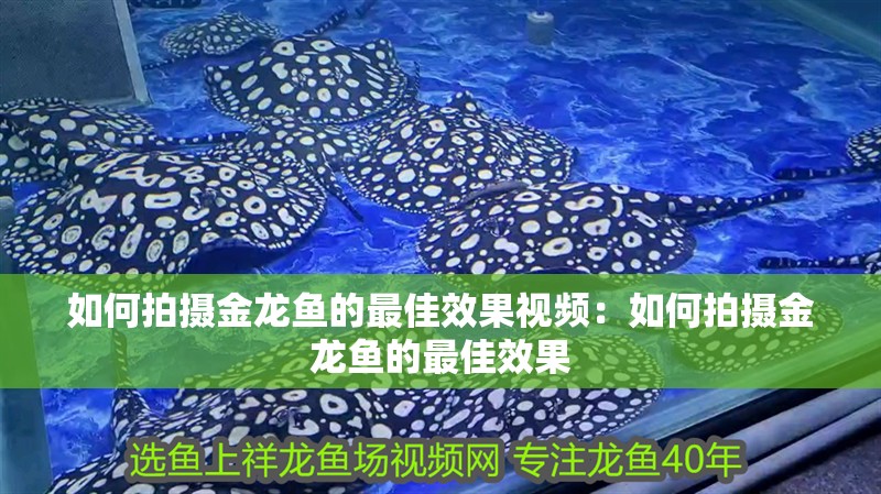如何拍攝金龍魚的最佳效果視頻：如何拍攝金龍魚的最佳效果