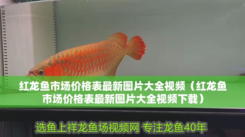 紅龍魚市場價格表最新圖片大全視頻（紅龍魚市場價格表最新圖片大全視頻下載）
