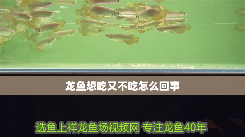 魚缸用增氧泵價格是多少:魚缸增氧機-xtrac增氧機-xtrac增氧機 龍魚魚鱗發(fā)紅充血:龍魚魚鱗發(fā)紅充血是怎么回事? 龍魚百科 龍魚魚鱗發(fā)紅充血:龍魚魚鱗發(fā)紅充血是怎么回事? 龍魚魚鱗發(fā)紅充血:龍魚魚鱗發(fā)紅充血是怎么回事? 龍魚百科