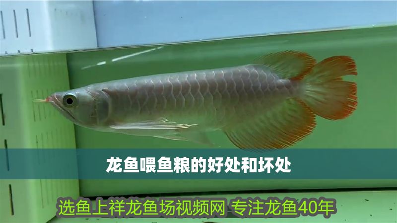龍魚喂魚糧的好處和壞處