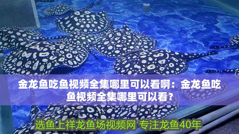 金龍魚吃魚視頻全集哪里可以看啊：金龍魚吃魚視頻全集哪里可以看？
