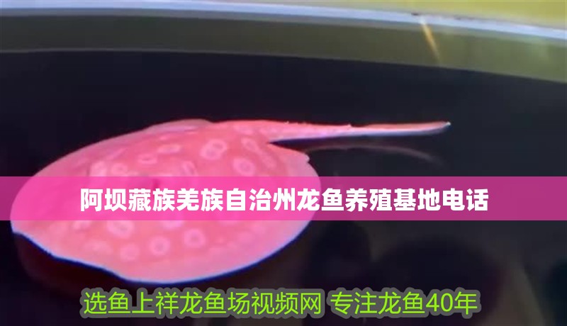 阿壩藏族羌族自治州龍魚養殖基地電話