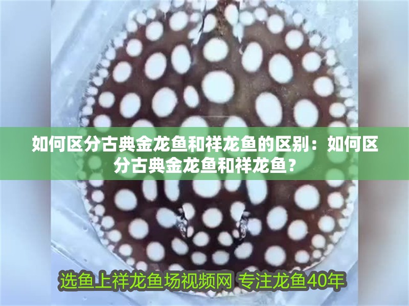 如何區(qū)分古典金龍魚和祥龍魚的區(qū)別：如何區(qū)分古典金龍魚和祥龍魚？