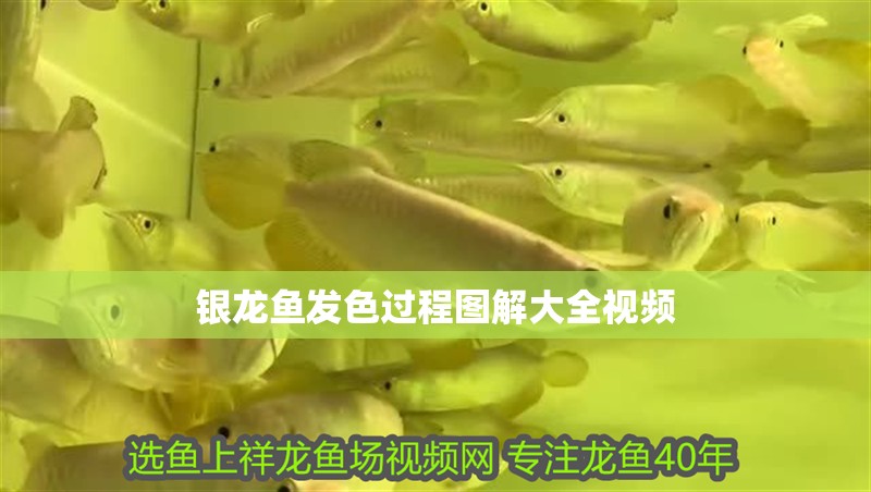 銀龍魚發色過程圖解大全視頻