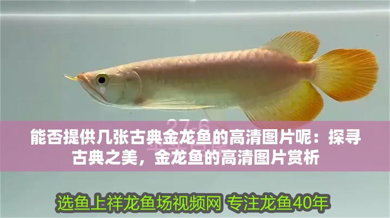 能否提供幾張古典金龍魚的高清圖片呢：探尋古典之美，金龍魚的高清圖片賞析