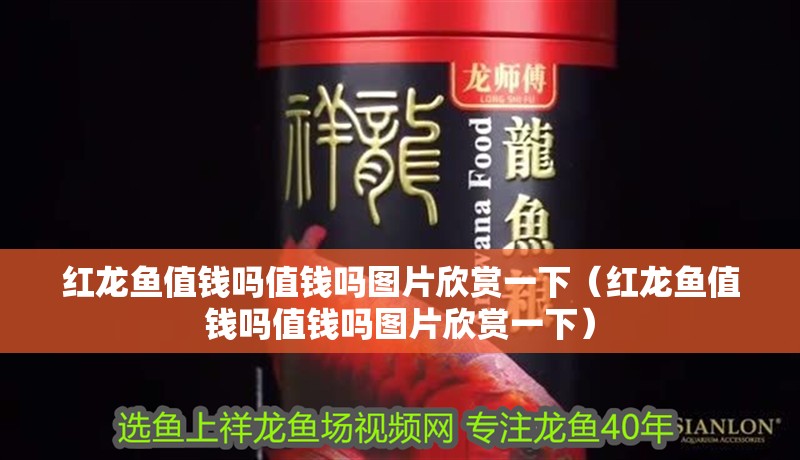 紅龍魚值錢嗎值錢嗎圖片欣賞一下（紅龍魚值錢嗎值錢嗎圖片欣賞一下）