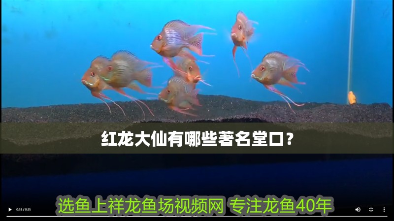 紅龍大仙有哪些著名堂口？