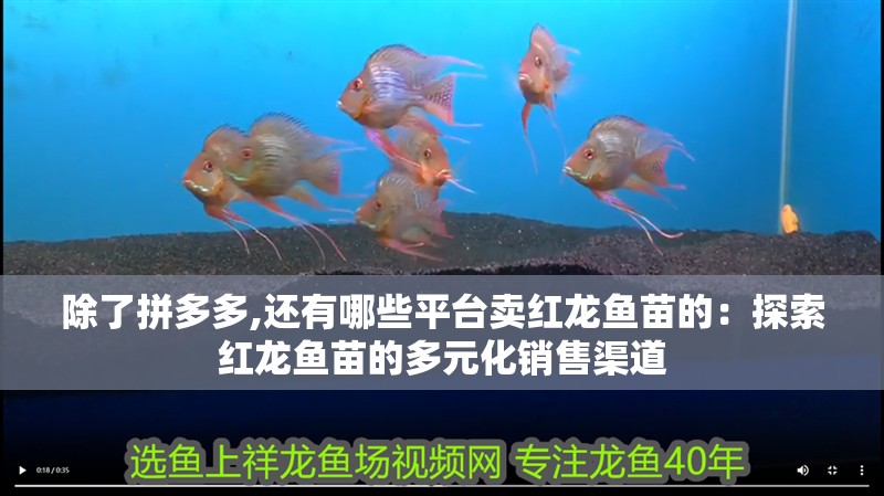 除了拼多多,還有哪些平臺賣紅龍魚苗的：探索紅龍魚苗的多元化銷售渠道