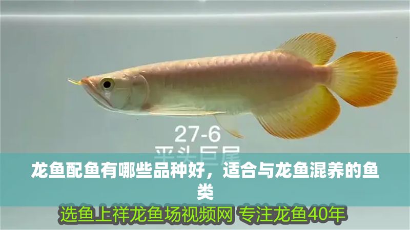 龍魚配魚有哪些品種好，適合與龍魚混養(yǎng)的魚類