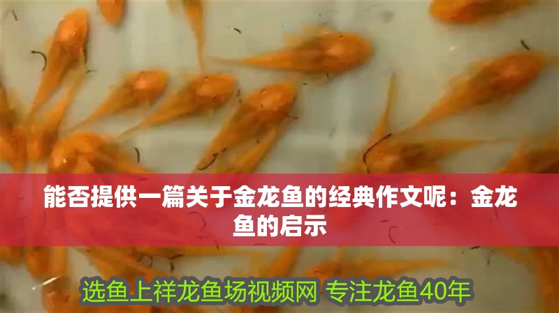 能否提供一篇關(guān)于金龍魚的經(jīng)典作文呢：金龍魚的啟示