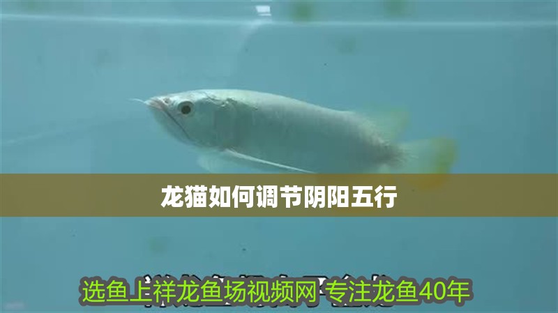 龍貓如何調(diào)節(jié)陰陽(yáng)五行