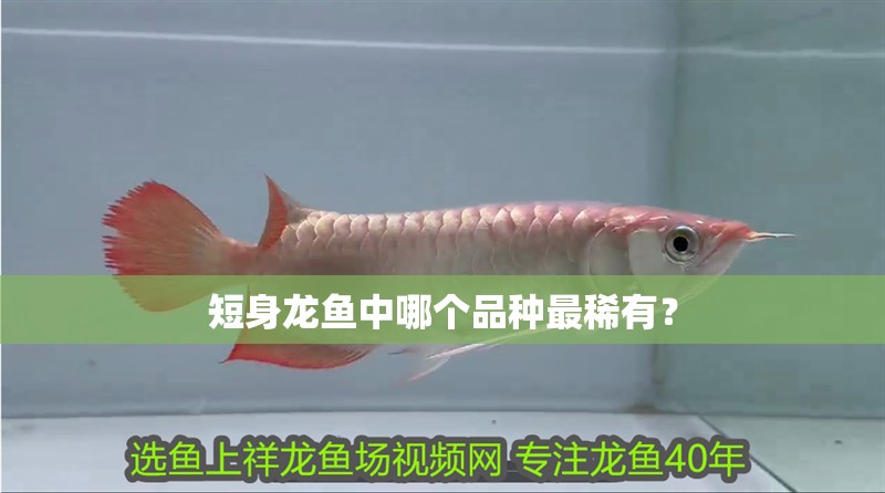 短身龍魚中哪個品種最稀有？