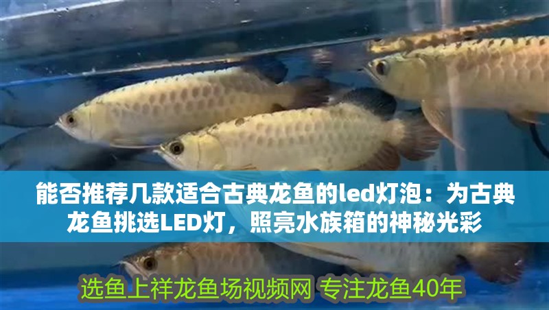 能否推薦幾款適合古典龍魚的led燈泡：為古典龍魚挑選LED燈，照亮水族箱的神秘光彩