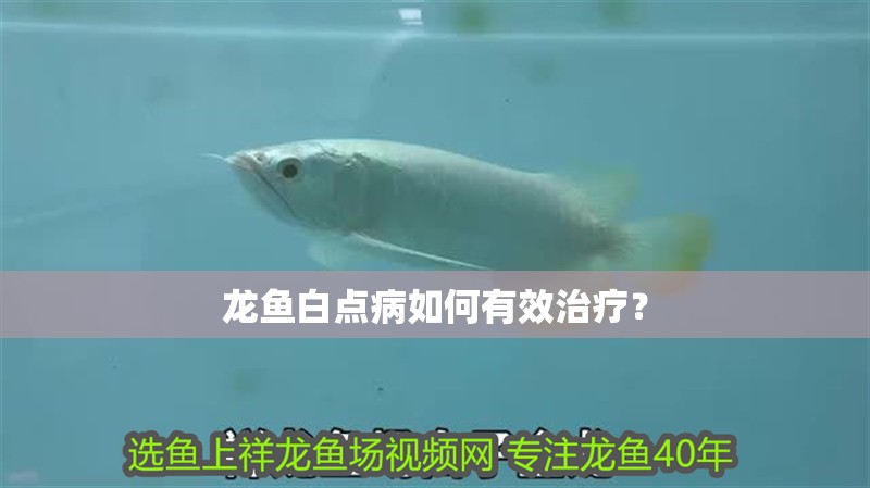 龍魚白點(diǎn)病如何有效治療？