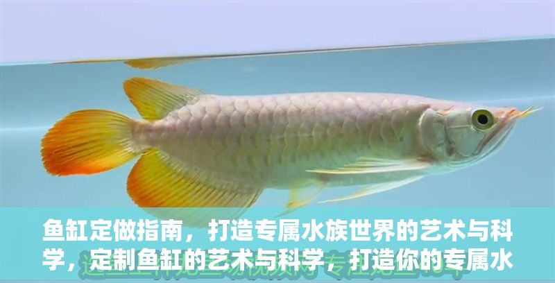 魚缸定做指南，打造專屬水族世界的藝術(shù)與科學，定制魚缸的藝術(shù)與科學，打造你的專屬水族世界