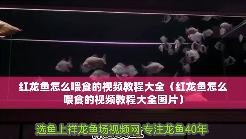 紅龍魚怎么喂食的視頻教程大全（紅龍魚怎么喂食的視頻教程大全圖片）