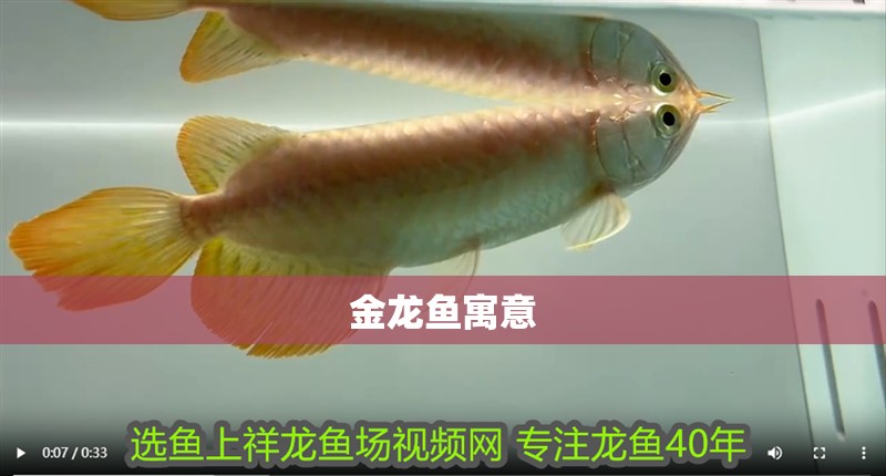 金龍魚寓意
