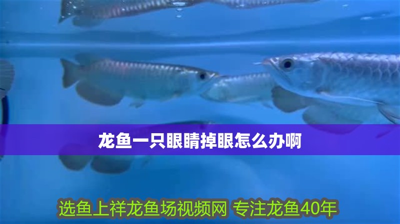 龍魚一只眼睛掉眼怎么辦啊