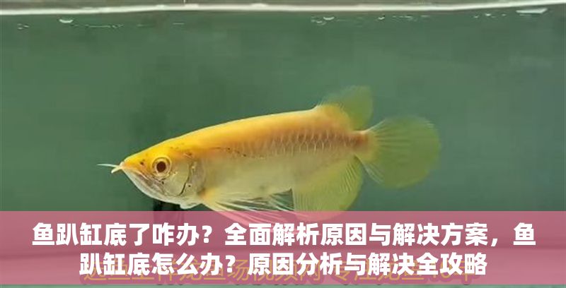 魚趴缸底了咋辦？全面解析原因與解決方案，魚趴缸底怎么辦？原因分析與解決全攻略