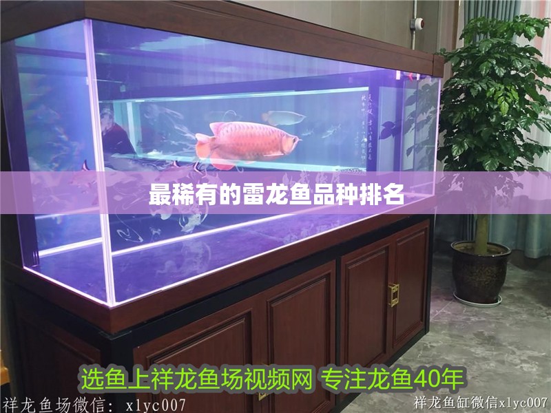 最稀有的雷龍魚品種排名 最稀有的雷龍魚品種排名 龍魚百科