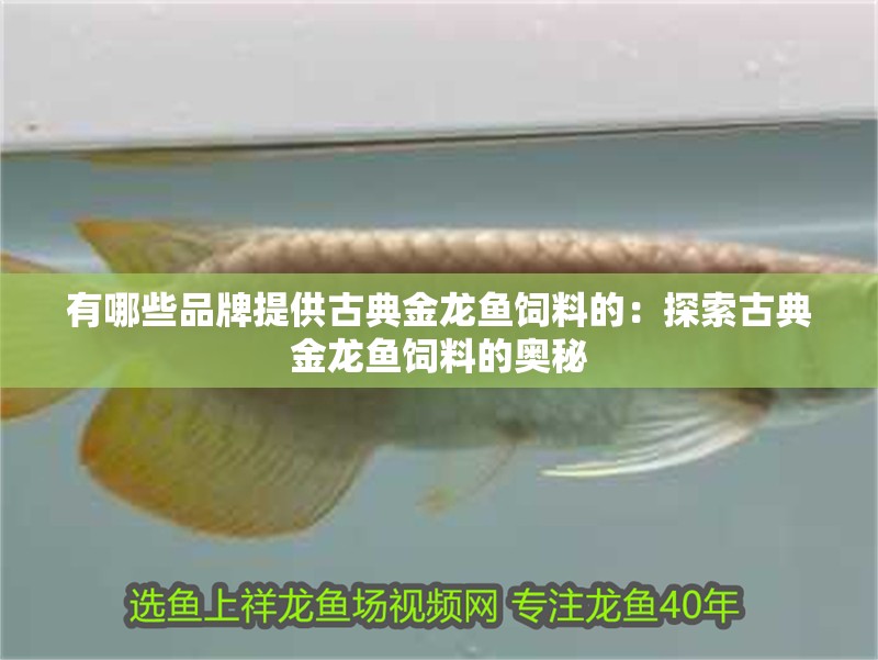 有哪些品牌提供古典金龍魚飼料的：探索古典金龍魚飼料的奧秘