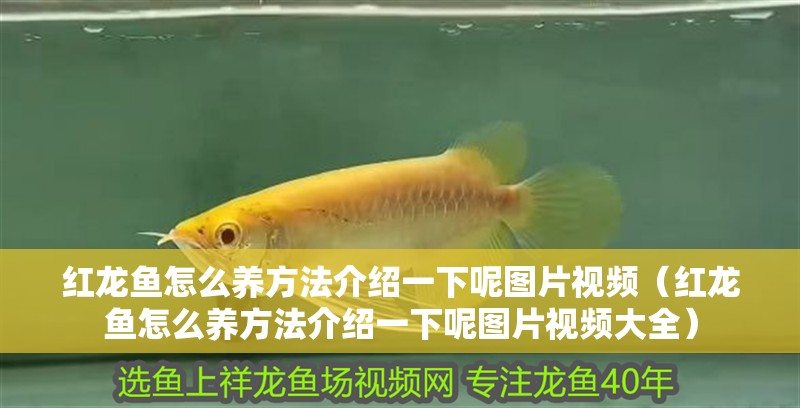 龍魚撞缸不吃食了：龍魚在魚缸中突然停止進食，可能是多種原因造成的
