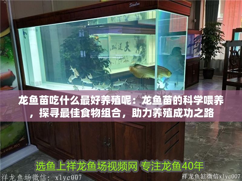 龍魚苗吃什么最好養殖呢：龍魚苗的科學喂養，探尋最佳食物組合，助力養殖成功之路