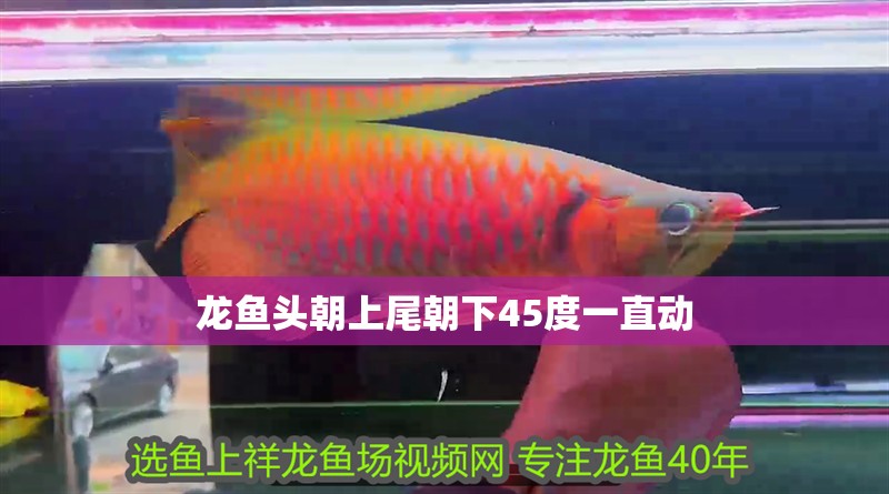 龍魚頭朝上尾朝下45度一直動