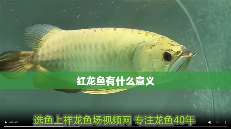 紅龍魚有什么意義