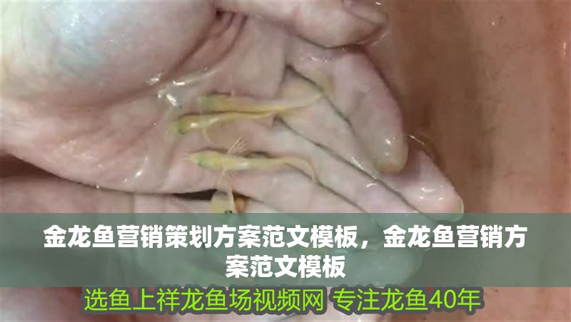 金龍魚營銷策劃方案范文模板，金龍魚營銷方案范文模板