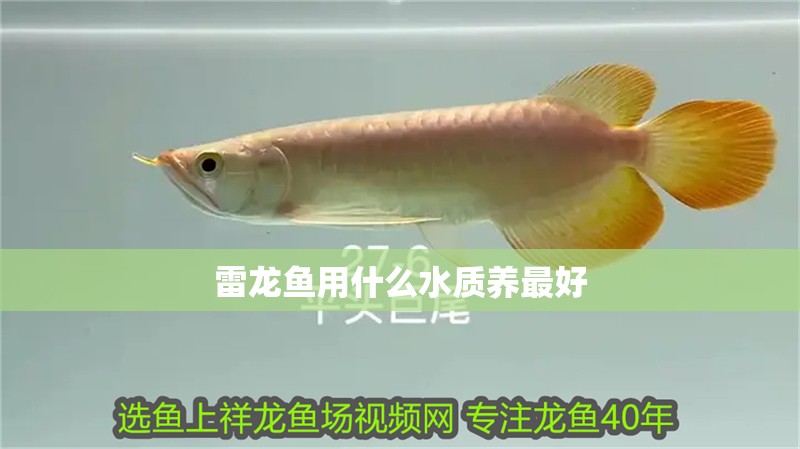 雷龍魚用什么水質養最好 雷龍魚用什么水質養最好 龍魚百科
