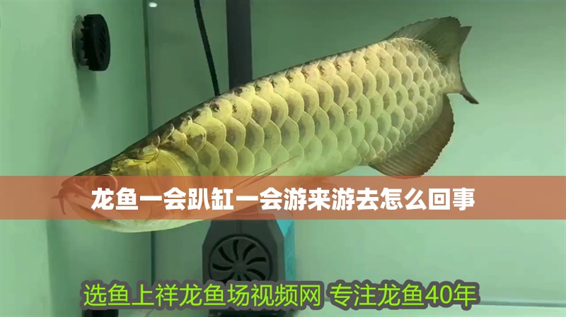 龍魚一會趴缸一會游來游去怎么回事 龍魚一會趴缸一會游來游去怎么回事 龍魚百科