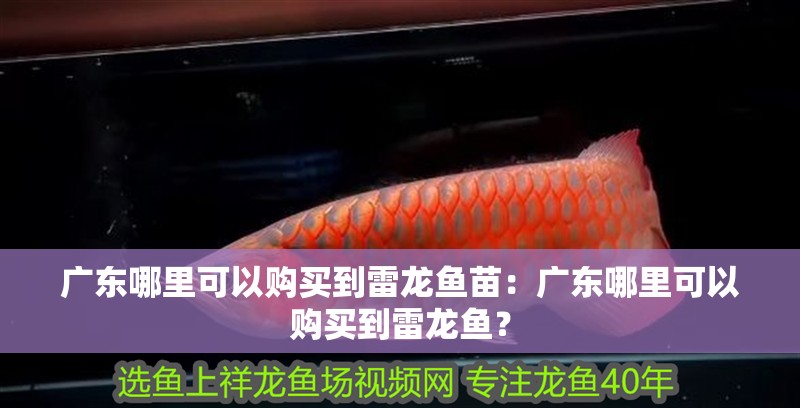 廣東哪里可以購買到雷龍魚苗：廣東哪里可以購買到雷龍魚？ 廣東哪里可以購買到雷龍魚苗：廣東哪里可以購買到雷龍魚？ 水族問答
