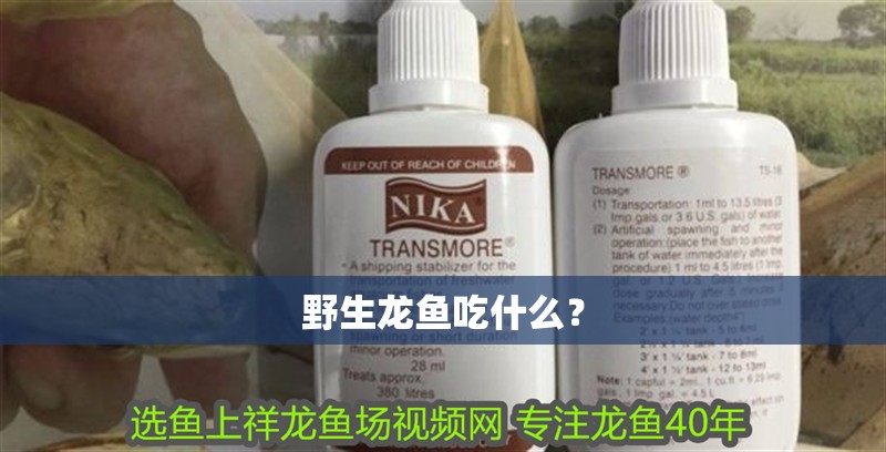 野生龍魚吃什么？ 野生龍魚吃什么？ 龍魚百科