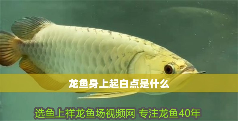 龍魚身上起白點是什么