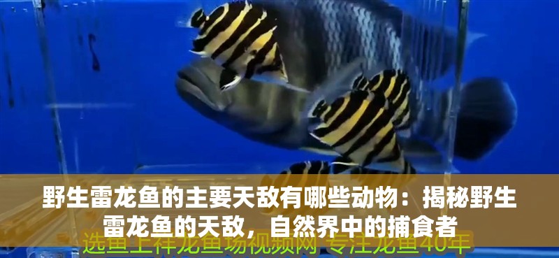 野生雷龍魚的主要天敵有哪些動物：揭秘野生雷龍魚的天敵，自然界中的捕食者