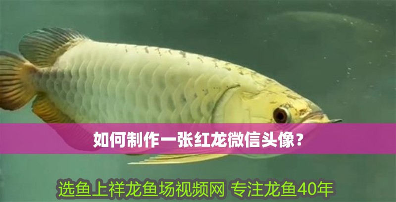 如何制作一張紅龍微信頭像？