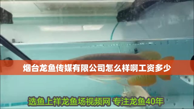煙臺龍魚傳媒有限公司怎么樣啊工資多少
