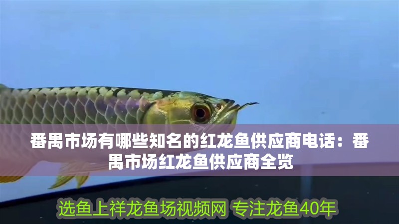 番禺市場有哪些知名的紅龍魚供應商電話：番禺市場紅龍魚供應商全覽