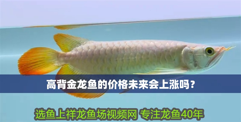 高背金龍魚的價格未來會上漲嗎？