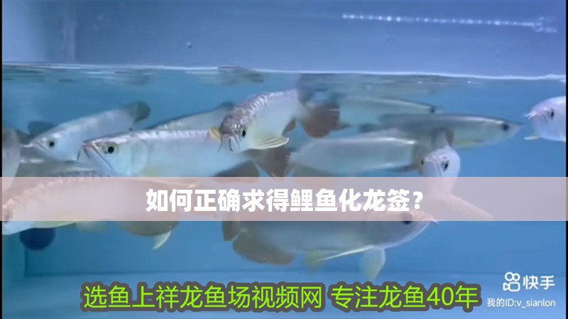 如何正確求得鯉魚化龍簽？