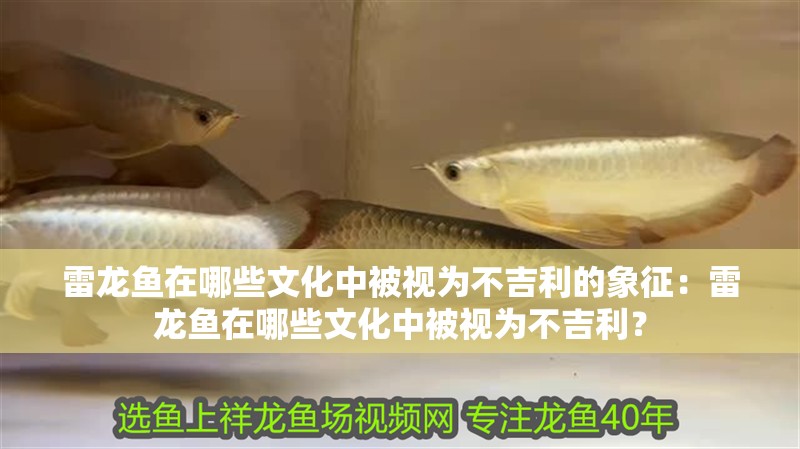 雷龍魚在哪些文化中被視為不吉利的象征：雷龍魚在哪些文化中被視為不吉利？